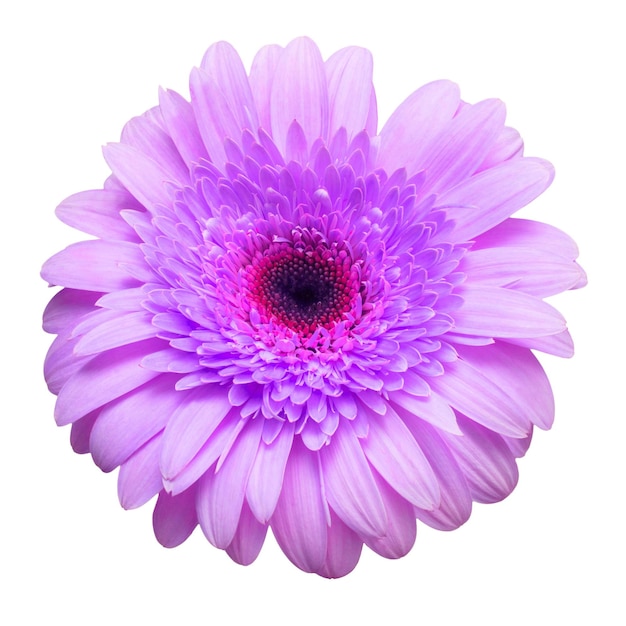 Bloem violet gerbera geïsoleerd op witte achtergrond Zomer Lente Plat lag bovenaanzicht Liefde Valentijnsdag