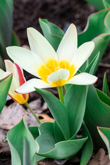 Bloem witte botanische tulp