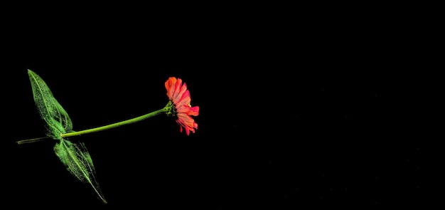 Bloem zinnia rood geïsoleerd op zwarte achtergrond