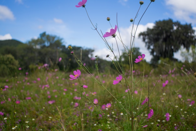 Foto bloem