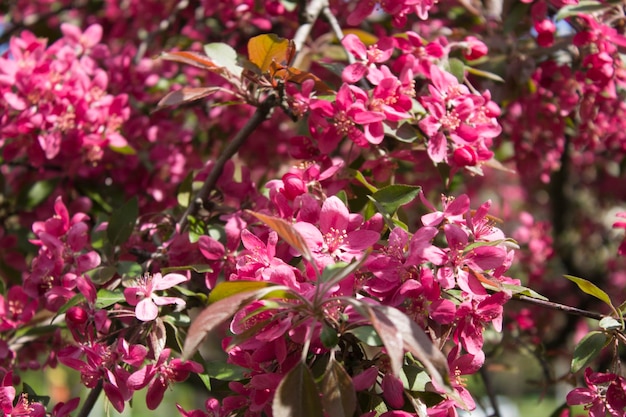 Bloemachtergrond Roze bloeiende sakura tegen de blauwe hemel Close-up