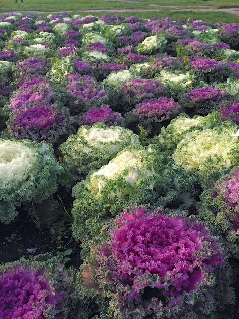 Bloembed begroeid met krulsierkool in de tuin