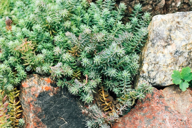 Bloembed in alpine stijl met stenen en vetplanten