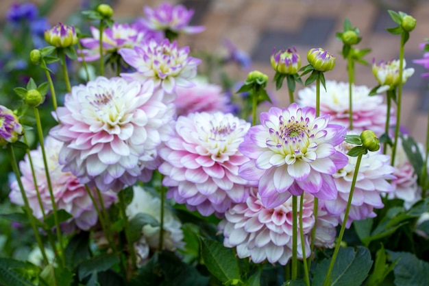 Foto bloembed met bloeiende dahlia's in de tuin. tuinieren, landschapsontwerp.