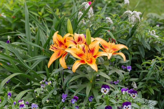 Bloembed met bloeiende lelies in de tuin. tuinieren, landschapsontwerp.