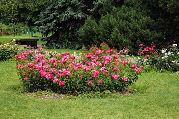 Bloembed met bonte rode rozen in de botanische tuin