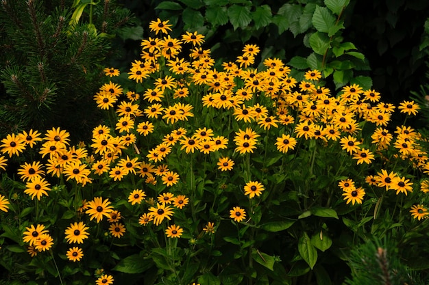 Foto bloembed met gele bloemen met een zwart hart black-eyed susan
