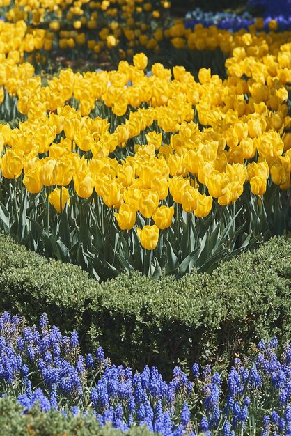 Foto bloembed met gele tulpen en muscari plant ook wel bekend als blauwe druif