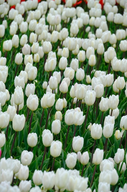 Bloembed met heldere en mooie witte tulpen