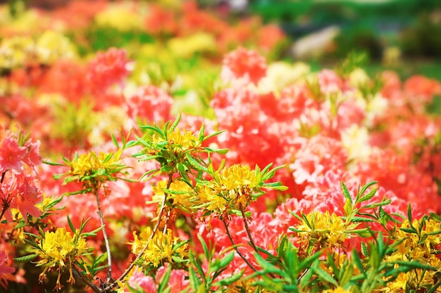 Bloembed met heldere kleurrijke bloemen in botanische tuin