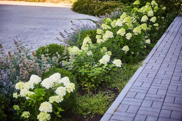 Bloembed met hortensia's en andere bloemen op een zonnige zomerdag.