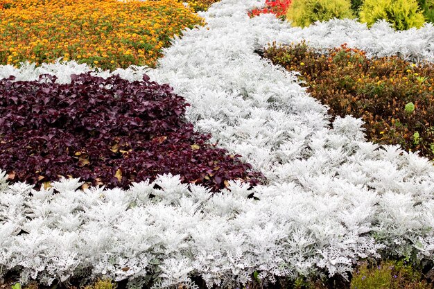 Bloembed met kleurrijke bloemen en planten close-up