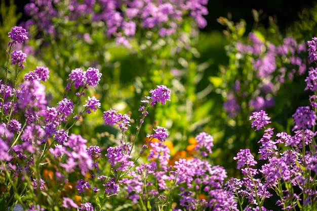 Bloembed met paarse ijzerhardbloemen