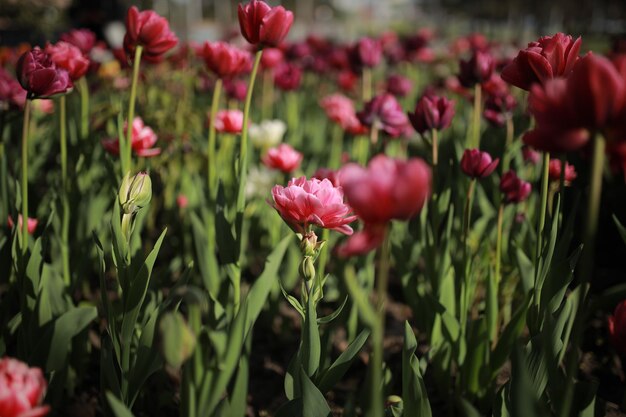Bloembed met pioenrode tulpen. pioen rode tulpen in de tuin, close-up. rode pioen die in een bloembed bloeit.