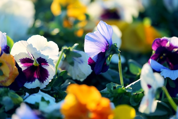 Bloembed met verschillende bloemen viooltjes