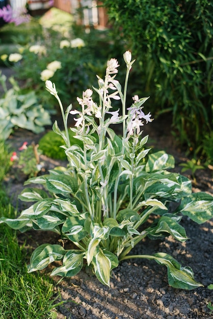 Bloembed naast andere planten een prachtige variëteit aan gastheren striptease met groen bont blad