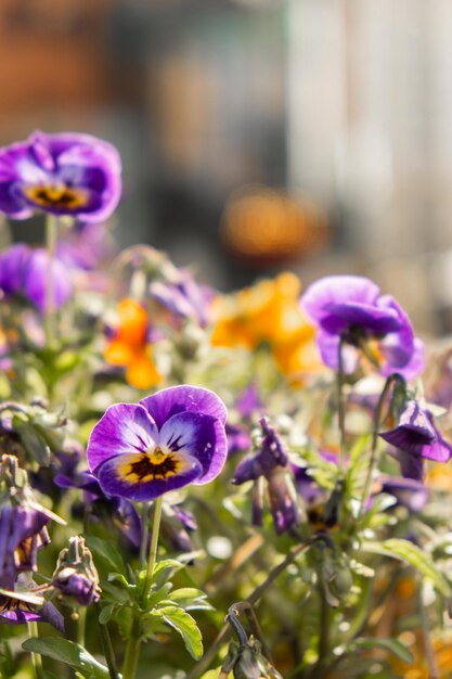 Bloembed van prachtige kleurrijke bloemen op groen gazon achtergrond wallpaper achtergrond Group