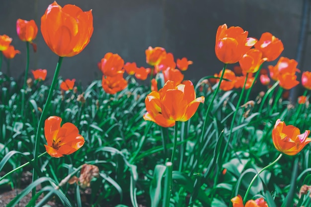 Bloembed van rode tulpen onder het zonlicht in Washington DC, de Verenigde Staten. Momenteel worden er 75 wilde tulpensoorten in de wereld geaccepteerd. In Washington DC is een Tulip Library.