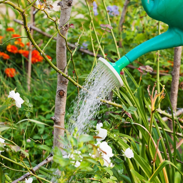 Bloembed water geven uit gieter