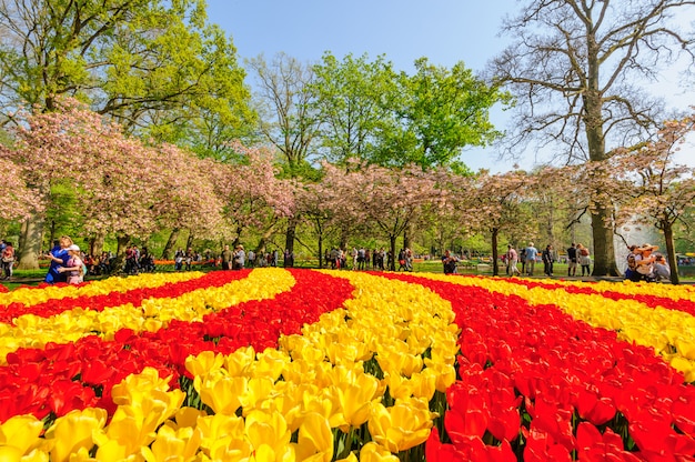 Bloembedden van keukenhof-tuinen in lisse, nederland