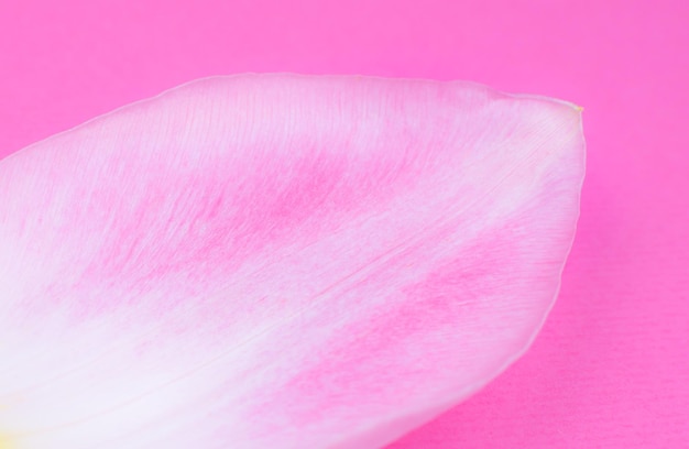 Bloemblaadje van een roze tulpenbloem op de roze achtergrond Minimalisme mooi natuurlijk behang Menselijk ouder wordend concept Natuurlijke ecocosmetica Verschillende veranderingen in iemands leven Kopieer ruimte close-up