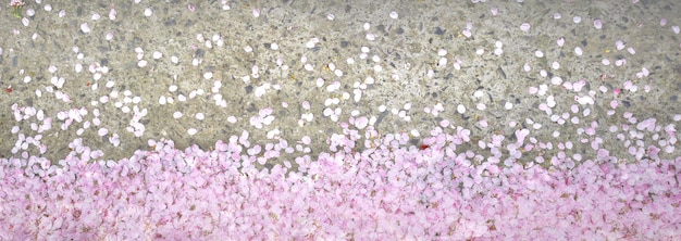 Bloemblaadje van sakura op de grond