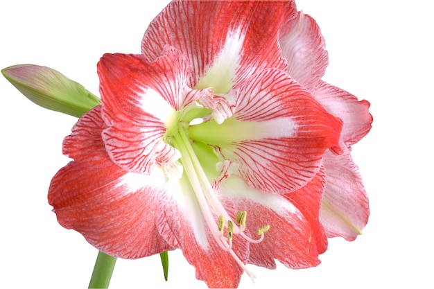 Bloemblaadjes van een amaryllis van de bloesembloem hippeastrum. amarillis op witte achtergrond wordt geïsoleerd die