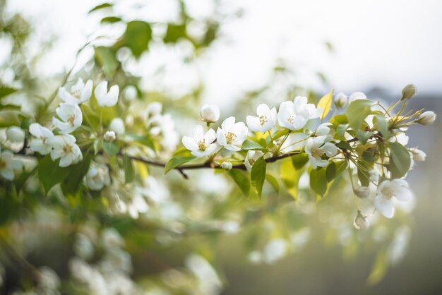 Bloemblaadjes van een bloeiende appelboom tegen de lucht