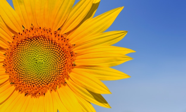 Bloemblaadjes van een grote zonnebloem