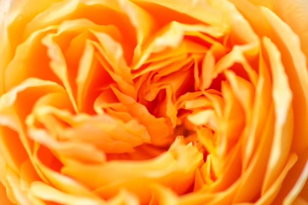 Bloemblaadjes van fel oranje roos close-up Oranje bloemen achtergrond