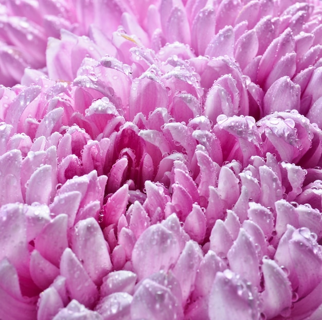 Bloemblaadjes van grote roze chrysanten in dauwdruppels close-up.