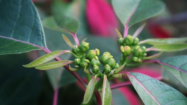 Bloembloeiende euphorbia pulcherrima, vooral bekend om zijn rode en groene blad en wordt veel gebruikt in kerstbloemendisplays