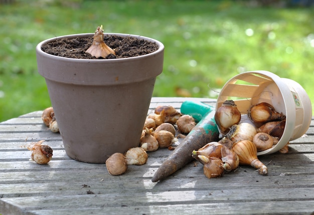 Bloembollen in tuin