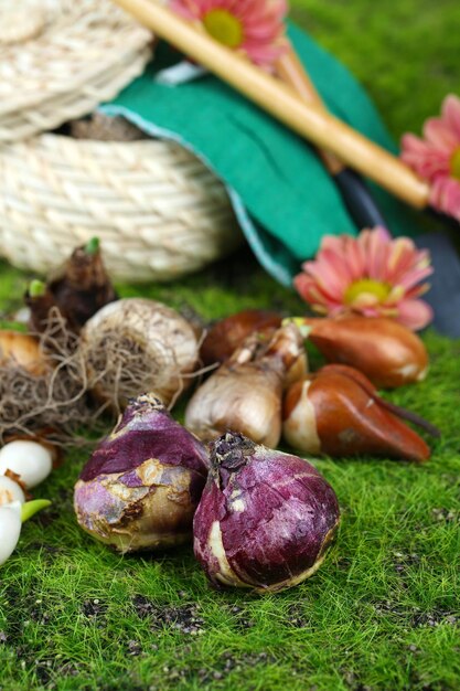 Bloembollen op gras achtergrond