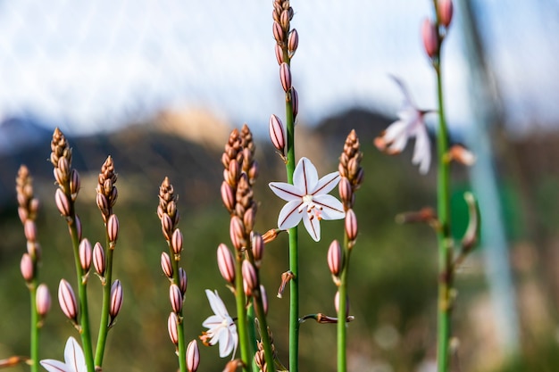 Bloemdetail met zonnestralen en spinnenwebben in de berg van Alicante.