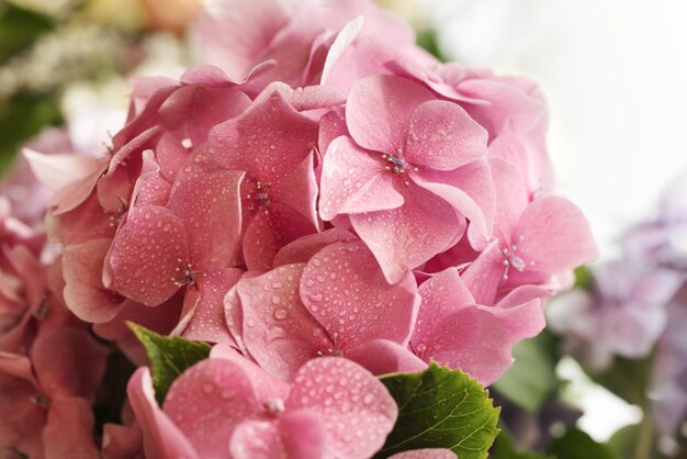 Bloemen achtergrond. Zachte hortensia of hortensia bloemen met waterdruppels op bloemblaadjes. Artistieke natuurlijke achtergrond. Bloemen in bloei in het voorjaar. Extreem kleine scherptediepte
