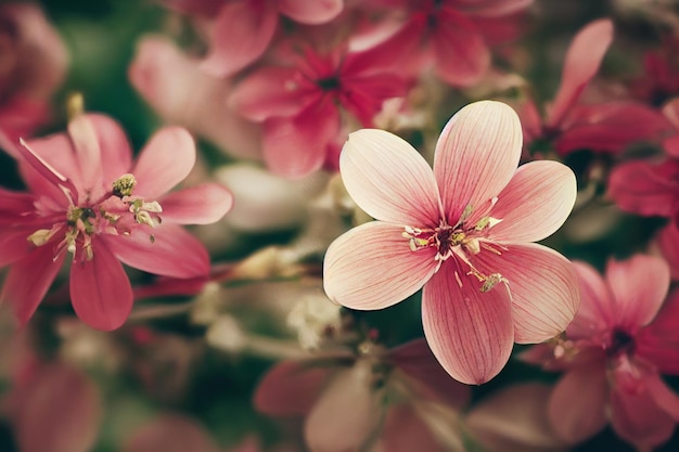 Bloemen Achtergrond