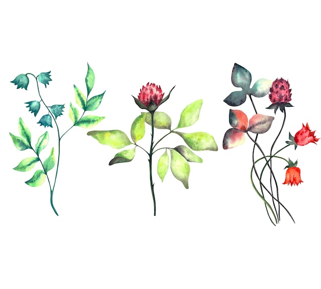 Bloemen Aquarel bloemen set met verschillende lentebloemen Aquarel geïsoleerde illustratie