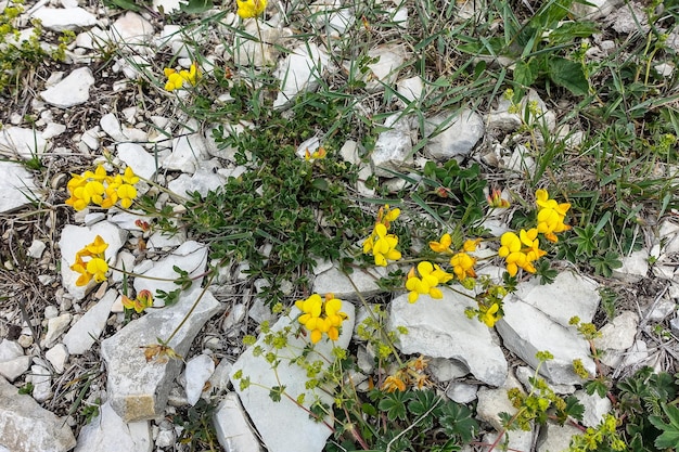 Bloemen bij Lake Kezenoyam in het Kaukasusgebergte in Tsjetsjenië, Rusland Juni 2021