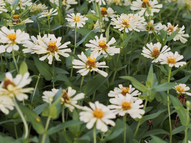 Foto bloemen bloeien buiten