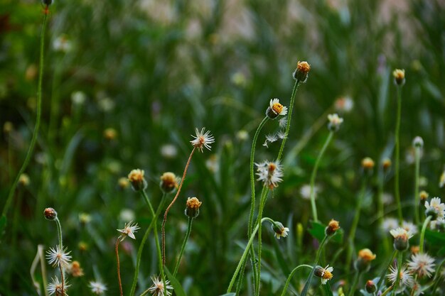 Foto bloemen bloeien buiten