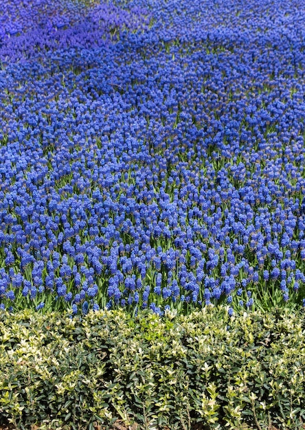 Bloemen bloeien en vormen een bloemenachtergrond