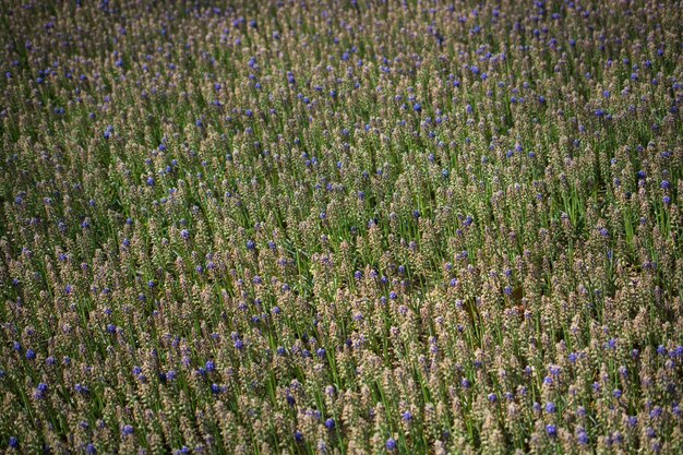 Bloemen bloeien en vormen een bloemenachtergrond