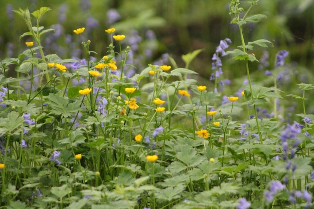 Bloemen bloeien in de tuin.