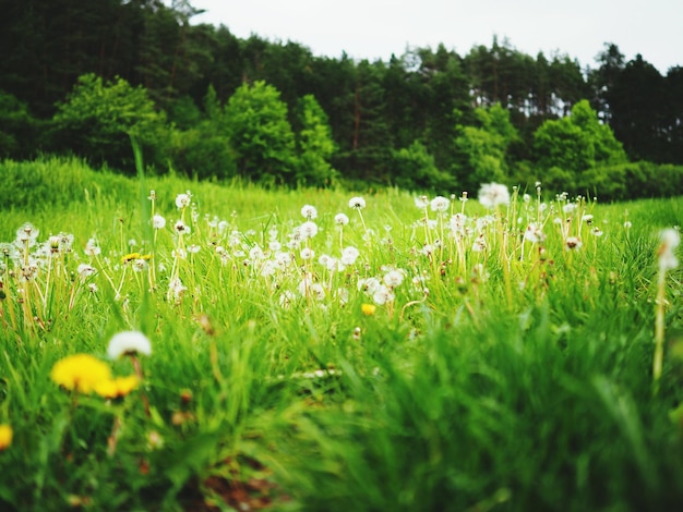 Bloemen bloeien in de weide