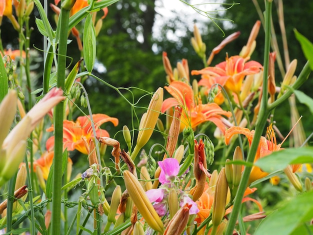 Bloemen bloeien in het park.