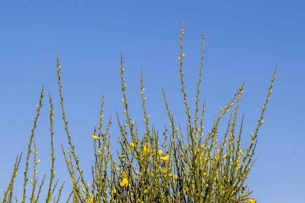 Bloemen bloeien in het voorjaar in bomen