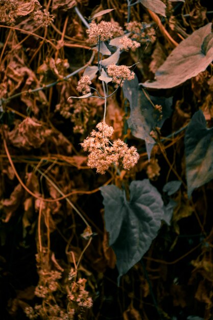 Foto bloemen bloeien op de struiken