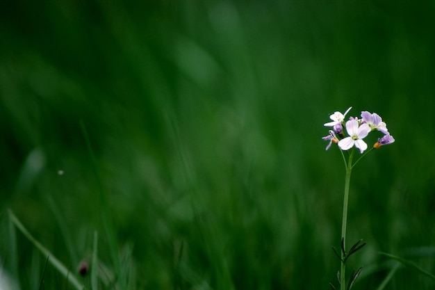 Bloemen bloeien op het veld