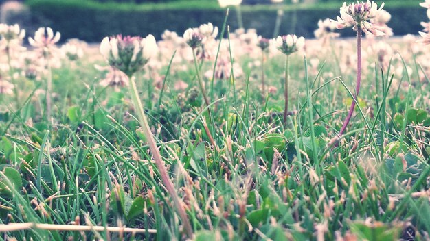 Foto bloemen bloeien op het veld